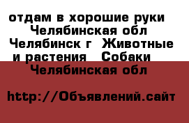 отдам в хорошие руки. - Челябинская обл., Челябинск г. Животные и растения » Собаки   . Челябинская обл.